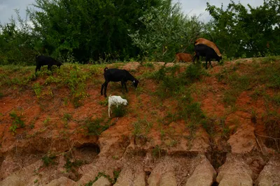 DSC_8077 (Large).JPG